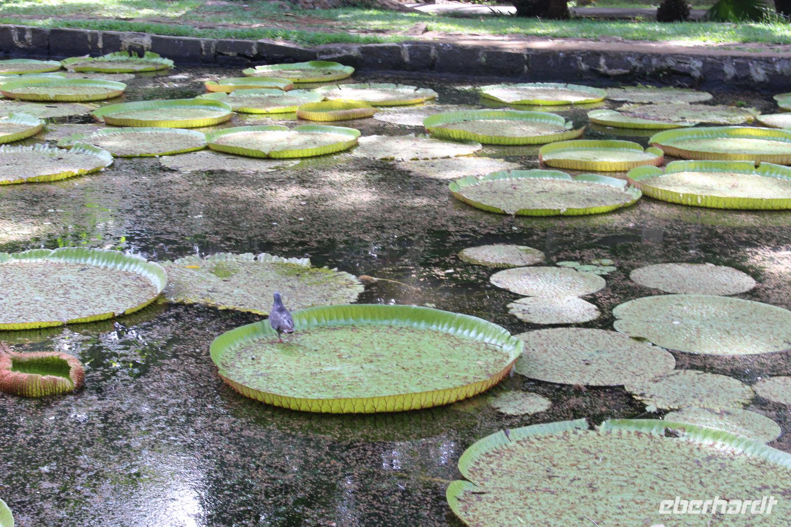 Mauritius - Botanischer Garten - Lotusblüten