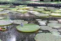 Mauritius - Botanischer Garten - Lotusblüten