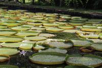 Mauritius - Botanischer Garten - Lotusblüten