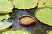 Mauritius - Botanischer Garten - Lotusblüten