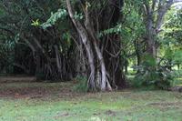 Mauritius - Botanischer Garten