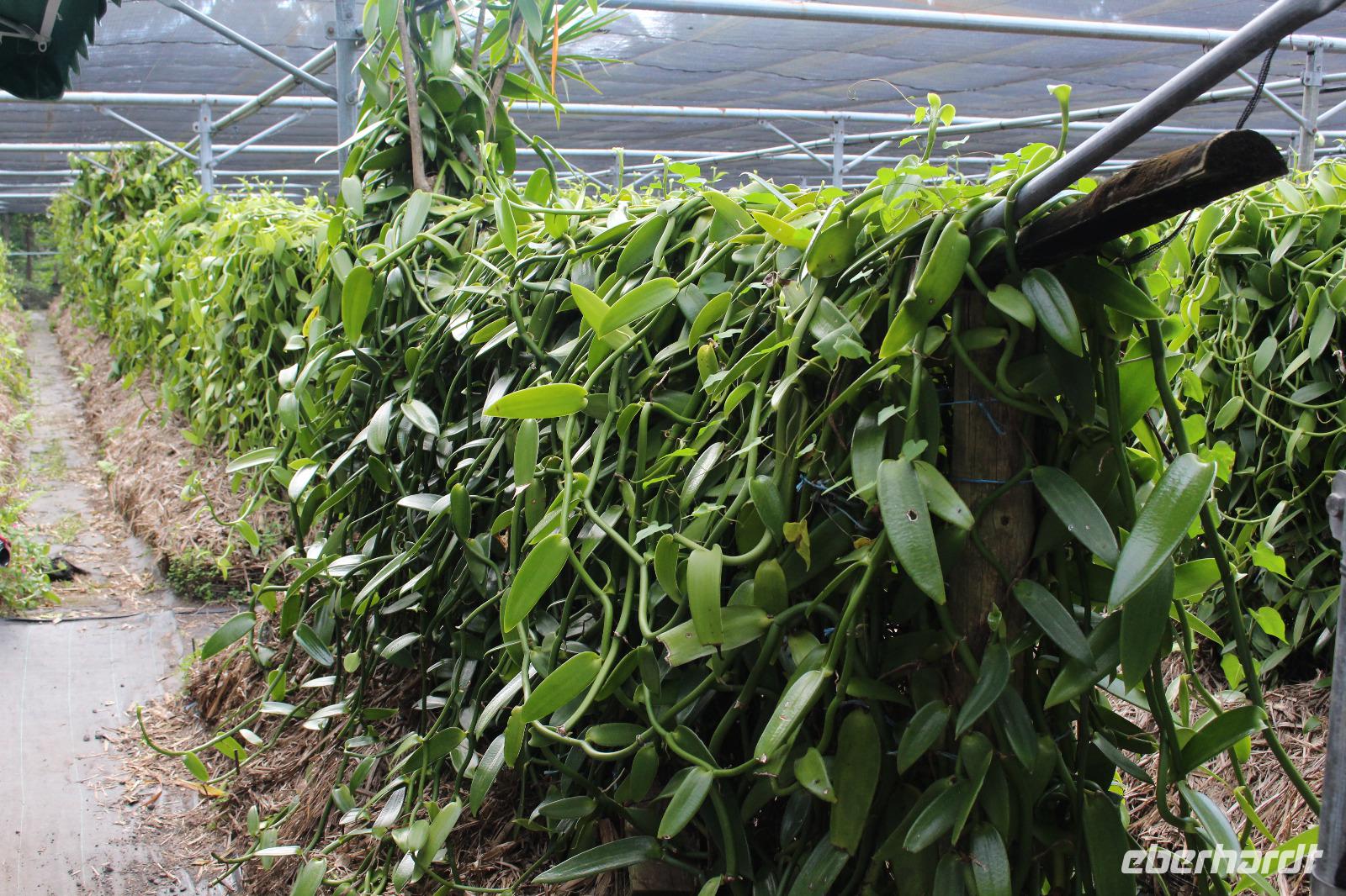 La Reunion - Vanilleraie von Saint Suzanne