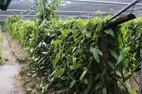 La Reunion - Vanilleraie von Saint Suzanne