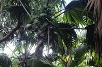 Seychellen/Praslin - Vallee De Mai - Coco de Mer