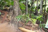 Seychellen/Praslin - Vallee De Mai