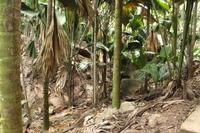 Seychellen/Praslin - Vallee De Mai