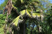 Seychellen - Botanischer Garten
