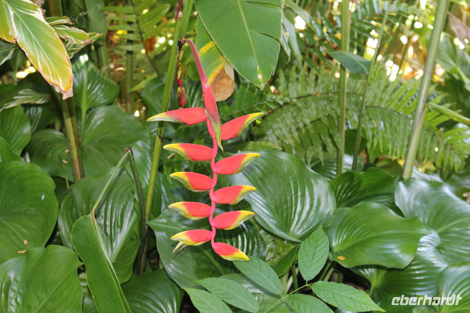 Seychellen - Botanischer Garten