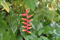 Seychellen - Botanischer Garten