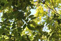Seychellen - Botanischer Garten