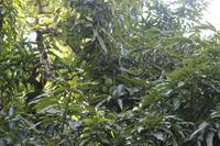 Seychellen - Botanischer Garten