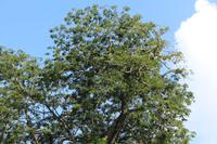 Seychellen - Botanischer Garten - Flughunde