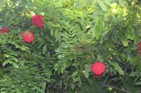 Seychellen - Botanischer Garten