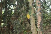 Seychellen - Mission Lodge