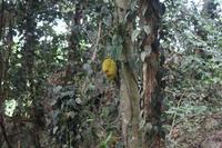 Seychellen - Mission Lodge