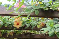 Seychellen -Mittagessen im Marie-Antoinette