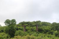 Madagaskar - Baobab