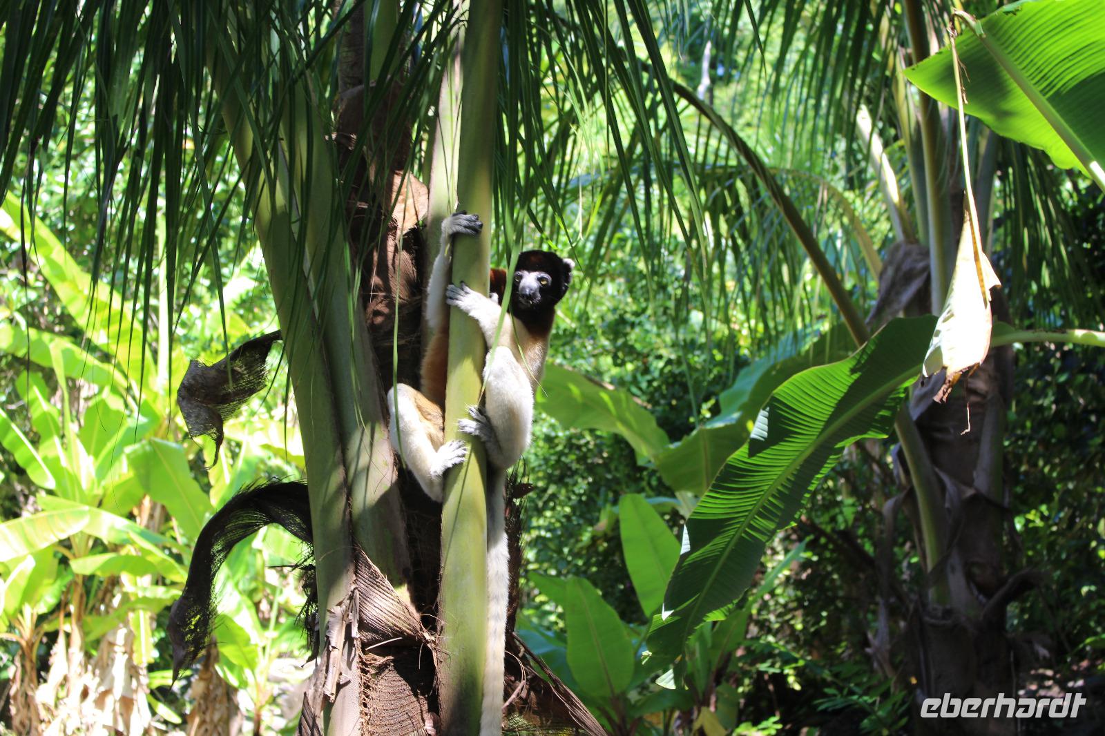 Madagaska/Nosy Be - Lemureninsel