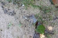 Madagaska/Nosy Be - Coco Beach - Wo ist der Krebs?