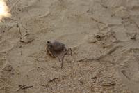 Madagaska/Nosy Be - Coco Beach