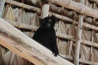 Madagaska/Nosy Be - Coco Beach - Besuch zum Mittagessen