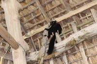 Madagaska/Nosy Be - Coco Beach - Besuch zum Mittagessen