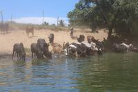 Madagaskar/Toamasina - Pangalanes Fluss