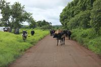 Madagaskar/Antsiranana - Fahrt zum Nationalpark