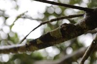 Madagaskar/Antsiranana - Fahrt zum Nationalpark - Gut getarnt :-)