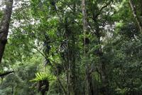 Madagaskar/Antsiranana - Nationalpark