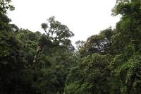 Madagaskar/Antsiranana - Nationalpark