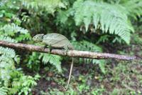 Madagaskar/Antsiranana - Nationalpark