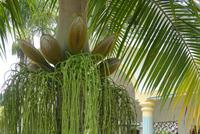 Palme an der Kathedrale