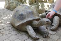 Riesenschildkröte auf Moyenne Island