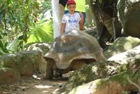 Riesenschildkröte auf Moyenne Island