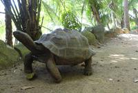 Riesenschildkröte auf Moyenne Island