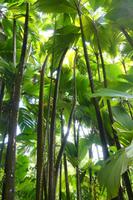 Botanischer Garten auf Mahe