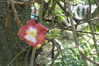 Blüte des Kanonenkugelbaums