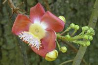 Blüte des Kanonenkugelbaums