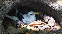 Cousin Island, Weißschwanz-Tropikvogel (White-tailed Tropicbird)