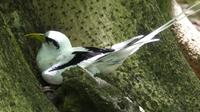 Cousin Island, Weißschwanz-Tropikvogel (White-tailed Tropicbird)