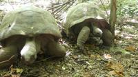 Riesenschildkröten auf Cousine Island