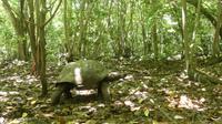 Riesenschildkröte auf Cousine Island