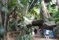 Nationalpark Vallée de Mai