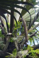 Nationalpark Vallée de Mai