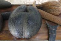 Nationalpark Vallée de Mai, Coco de Mer