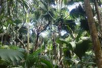 Nationalpark Vallée de Mai