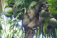 Nationalpark Vallée de Mai