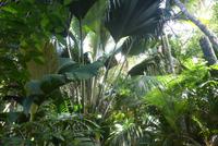 Nationalpark Vallée de Mai