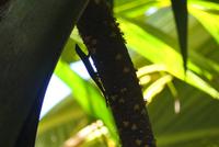 Nationalpark Vallée de Mai